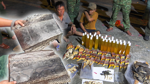 Phát hiện hơn 7 tấn vảy tê tê, da trăn, xương động vật quý hiếm tuồn về Việt Nam