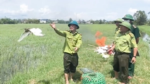 Thu gom tiêu hủy hàng ngàn bẫy chim, nhiều con cò trắng được thả về tự nhiên