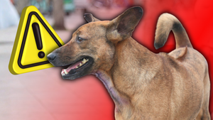 Thả rông chó, mèo giờ đây có thể bị phạt lên đến cả triệu đồng