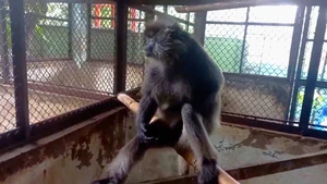 Voọc bạc quý hiếm phát hiện trên sông Sài Gòn được người dân giao cho kiểm lâm