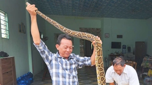 Bắt được cặp trăn cả chục ký, chủ ruộng nói sẽ thả về rừng