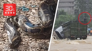 Bản tin 30s nóng: Con trăn 100kg ở U Minh Thượng; Tài xế và xe đầu kéo bị lũ cuốn trôi