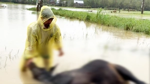 Người dân khóc nghẹn bên xác bò chết la liệt do lũ ở Đắk Lắk, Khánh Hòa