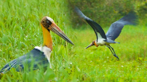 Già đẫy Java quý hiếm xuất hiện ở Vườn quốc gia U Minh Thượng