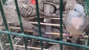 Tạm giữ khoảng 1.000 con chim không giấy tờ bày bán ở lề đường phường Chợ Lớn, TP.HCM