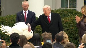 Cặp gà tây ở qua đêm tại khách sạn và thoát cảnh 'lên bàn tiệc' nhờ được ông Trump ân xá