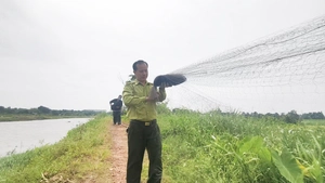 Kiểm lâm tháo hàng trăm mét lưới bẫy chim trời ở Đông Thạnh, TP.HCM