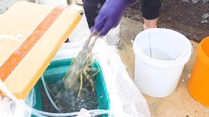 Tất bật di dời lồng bè, cho tôm hùm 'thở oxy' chạy bão Kalmaegi