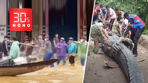 Bản tin 30s nóng: Ẩu đả giành khách giữa đường ngập lụt; Vây bắt cá sấu nặng cả tấn