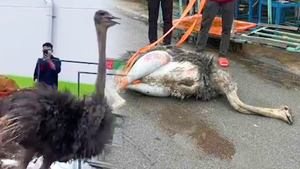 Đà điểu chạy trên đường ở Bến Cát không người nhận đã chết, được đưa đi tiêu hủy