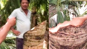 Xác minh clip tôn bay cắt đứt đôi cây dừa gây xôn xao ở Đắk Lắk