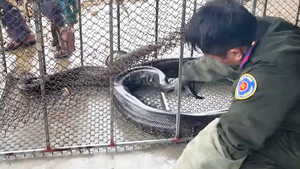 Người dân bắt được 3 con trăn đất nặng hàng chục ký, bàn giao cho kiểm lâm