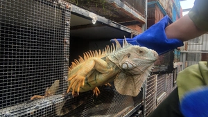 Tạm giữ 75 con rồng Nam Mỹ không có hồ sơ hợp pháp nuôi nhốt ở Nhà Bè