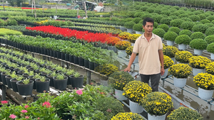 Nông dân làng hoa Sa Đéc tất bật chăm sóc hoa phục vụ Festival và Tết 2026