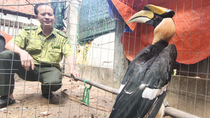 Chim hồng hoàng đậu trước đầu xe, người dân đem về chăm sóc rồi giao kiểm lâm