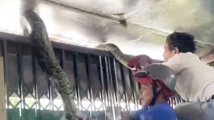 Vây bắt con trăn dài 4m, nặng hơn 15kg bò từ Núi Sam vào nhà dân