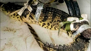 Video người dân bắt trói cá sấu trong ao gần nhà ở Cà Mau