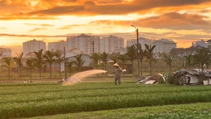 Nông dân Đà Nẵng tranh thủ từng giờ khôi phục sản xuất cho vụ Tết