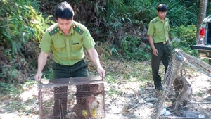 Thả 3 con khỉ quý hiếm về môi trường tự nhiên ở Đắk Lắk