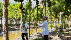 Loài cây quý bên bờ tuyệt chủng, đã sinh sôi trên đất cù lao ở Cần Thơ