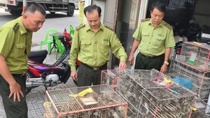 Bày bán 1.000 con chim không có hồ sơ hợp pháp, 5 người bị xử phạt 7 triệu đồng