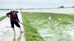 Video mưa lụt bất thường gây thiệt hại nhiều nơi ở Phú Yên