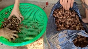 Xác ve sầu 2 triệu đồng/kg khiến người dân đổ xô đi nhặt, địa phương nói gì?