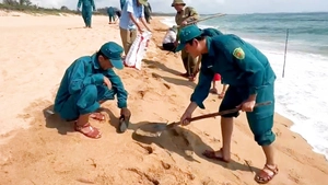 Dầu vón cục dạt vào bãi tắm ở Tuy Hòa, đã thu gom được 200kg dọc 3km bờ biển