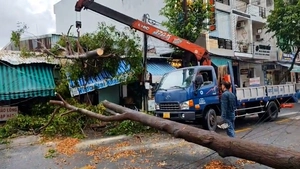 Mưa to làm ngã đổ nhiều cây xanh ở TP Tân An