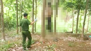 Đi săn nấm mối, phát hiện thi thể nam giới đang phân hủy treo trên cây cao su