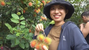 Góc nhìn trưa nay | Thích thú với những vườn cây ăn trái trĩu quả ở Phú Quốc
