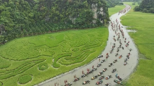 Góc nhìn trưa nay | Thú vị hình ảnh cá chép vươn mình vượt vũ môn trên cánh đồng lúa