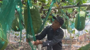 Góc nhìn trưa nay | Độc đáo làng trồng bí đao khổng lồ ở Bình Định