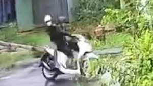 Cây phượng bật gốc kéo đứt dây điện, hai thanh niên chạy xe va trúng bị giật tử vong