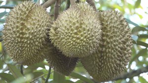 Góc nhìn trưa nay | Lý do nào khiến sầu riêng Phú Quốc giá cao vẫn không đủ bán?