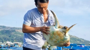 Cận cảnh rùa biển quý hiếm mắc lưới nhiều ngày, được ngư dân cứu sống