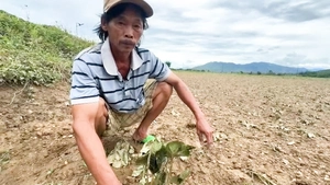 Nông dân thất thần nhìn hoa màu thiệt hại nặng sau lũ trái mùa ở Quảng Nam