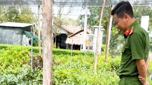 Vụ đòi cơ sở cây giống có 'chứng chỉ ghép cây': Sở Nông nghiệp và Môi trường tỉnh Hậu Giang nói gì?