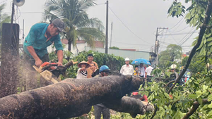 Hai cây xà cừ lớn bật gốc ngã đè đường dây trung thế ở Đồng Nai, 200 hộ dân mất điện