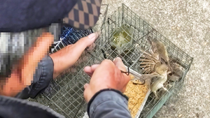 Đặt bẫy lồng bắt chim trời, ra giá bán ngay bên bờ kênh Nhiêu Lộc - Thị Nghè