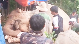 Voi cái Bắk Khăm bị voi đực 'nhảy đè lên mình', trượt chân chết trong rừng ở Đắk Lắk