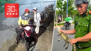 Bản tin 30s Nóng: Cướp vé số của người đàn ông khuyết tật; Cá sấu trên kênh Nước Đen đã bị bắt