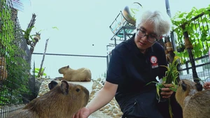 Góc nhìn trưa nay: Độc đáo quán cà phê thu hút khách nhờ ‘hoa hậu thân thiện’ capybara