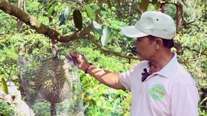 Góc nhìn trưa nay: Nâng tầm kinh tế từ giống sầu riêng Malaysia trên núi Cấm