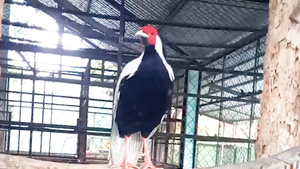 Cận cảnh gà lôi trắng người dân bắt được rồi giao cho kiểm lâm TP.HCM