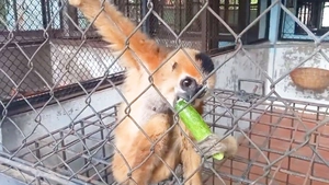 Kiểm lâm TP.HCM tiếp nhận vượn má vàng, khỉ đuôi lợn và khỉ đuôi dài do người dân chuyển giao