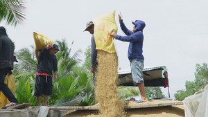 Góc nhìn trưa nay | Vì sao giá lúa giảm, nông dân Cà Mau vẫn vui?