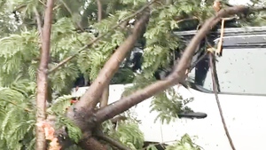 Cây đổ đè trúng ô tô, 6 người mắc kẹt được giải cứu trước bão Bualoi