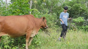 Mỗi năm bán một con bò, mẹ nuôi ước mơ vào đại học cho con