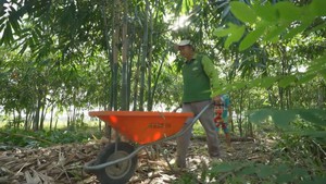 Góc nhìn trưa nay: Nông dân làm giàu với giống măng Điền Trúc